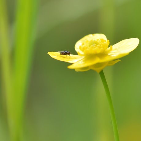 Vlieg op vochtige Boterbloem