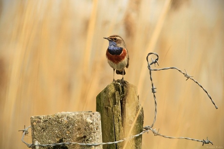 Blauwborst