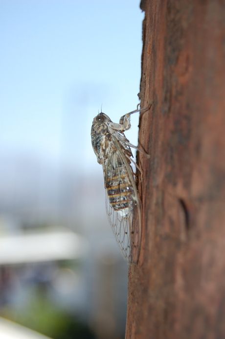 Luidruchtige cicade op Kreta