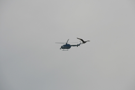 Helicopter en vogel
