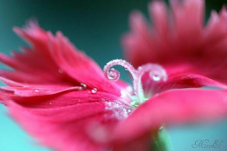 macro flower