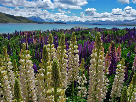 Lake Tekapo