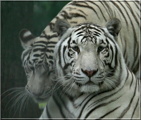 Witte tijger