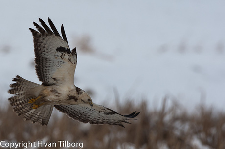 Buizerd