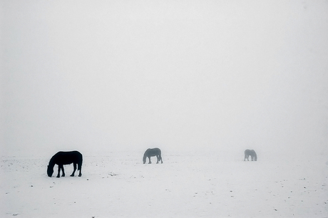 Horses in the snow