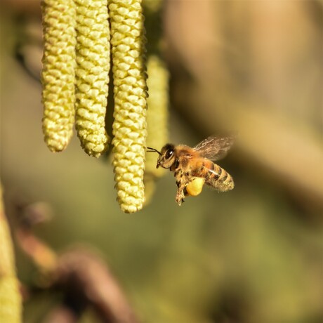 Bij in smikkel tuin