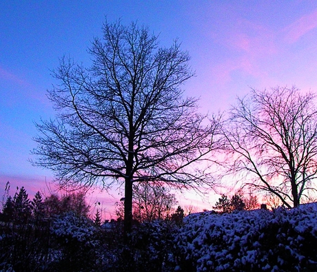 mooie boom mooie lucht