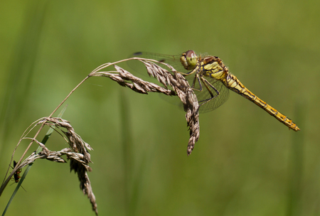 macroZoomdag 9 juli Moerdijk Appelzak - Volgende week zaterdag is er weer een macrodag in het natuurgebied 'de Appelzak' naast het dorp Moerdijk. Er kunnen nog deelnemers bij, tot nu toe zi - foto door ronab op 03-07-2011 - deze foto bevat: macro, heidelibel, zoomdag, ronab, macrodag, appelzak