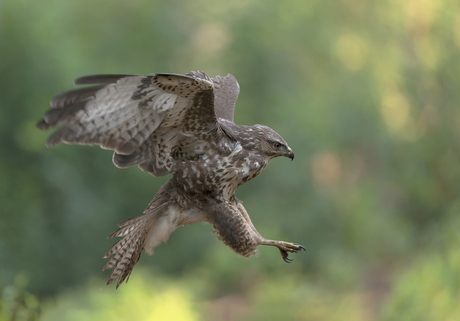 Buizerd