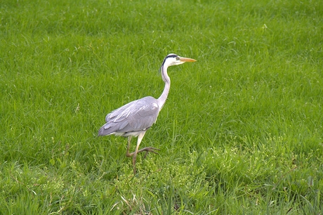 Reiger