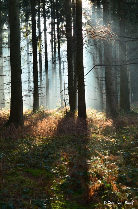 Ochtendstemming in het bos.