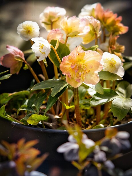 Helleborus niger "Snow Frills"