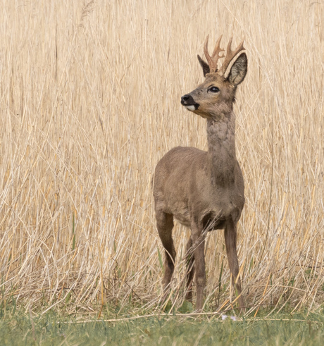 Reebokje dat even uit de rietvelden tevoorschijn komt 