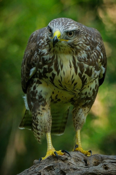 Buizerd