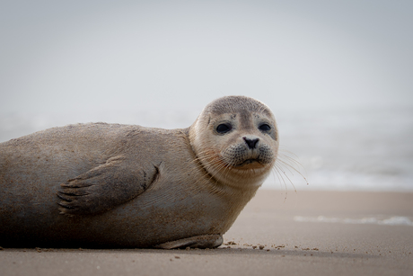 de gewone zeehond