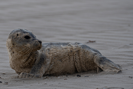 zeehondje