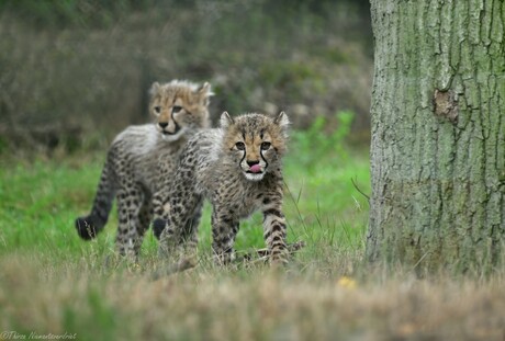 Young Predators