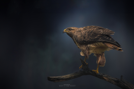 Buizerd