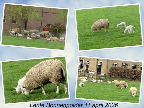 Collage   Lente bij boer Noordam  Bonnenlaan   11 april 2026  