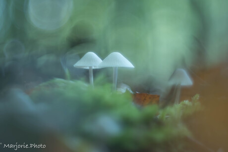 Kleine werelden in het mos 