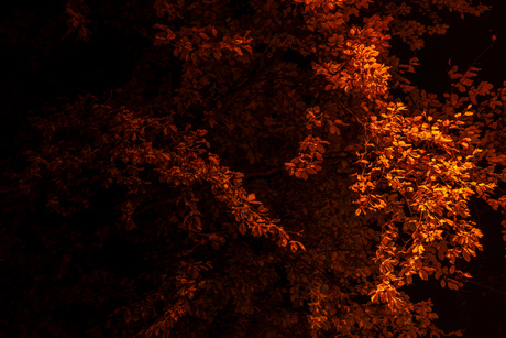 Illuminated Autumn