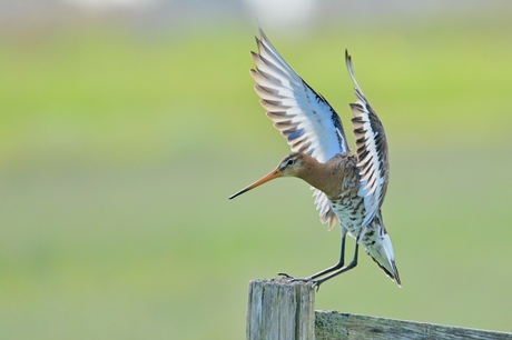 Grutto landing 