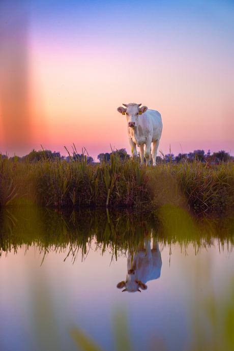 De Hollandse Stier