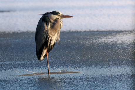 Reiger op ijs