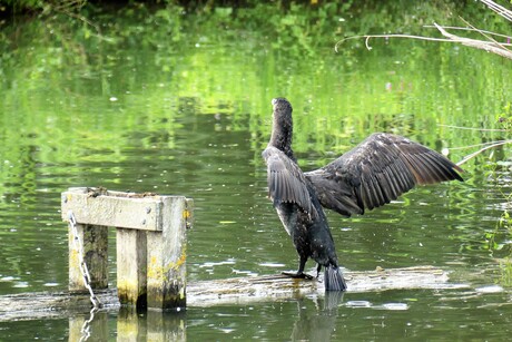 P1190071  Zwethkanaal  bij  naast het 7 gaten moeras  . Aalscholver  wilt opstijgen 23 aug 2022  