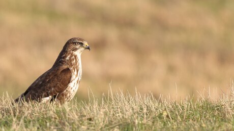 Buizerd heeft hapje in het vezier !!