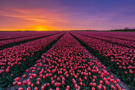 Tulpenveld zonsondergang