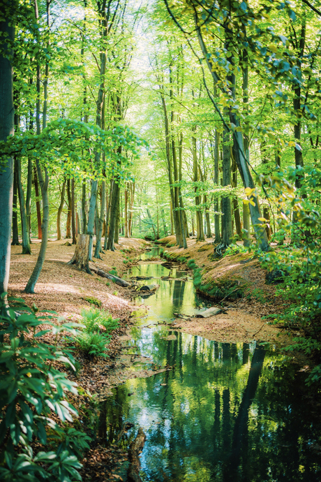 Peerdsbos