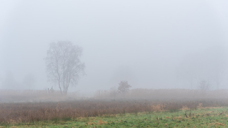 sfeervolle mist