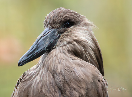 Hamerkop 