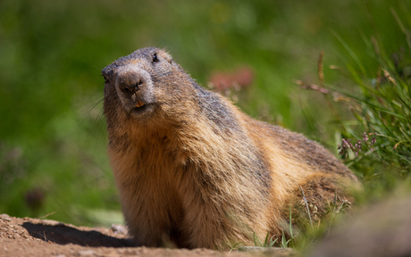 Nieuwsgierig mormeldier