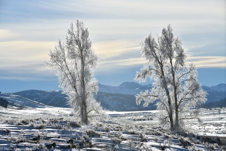 Fairytale Winter Wonderland