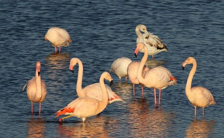 Flamingo's