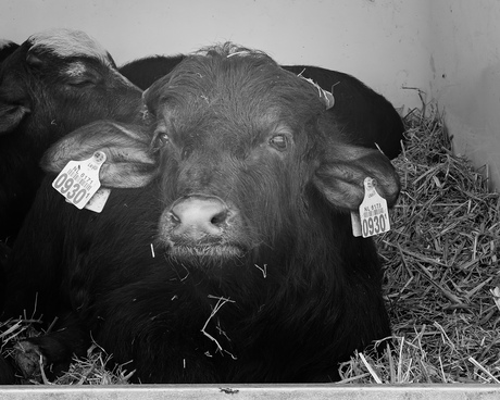 Waterbuffel kalfje
