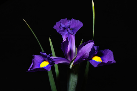 Iris