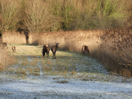 edelherten in de winter