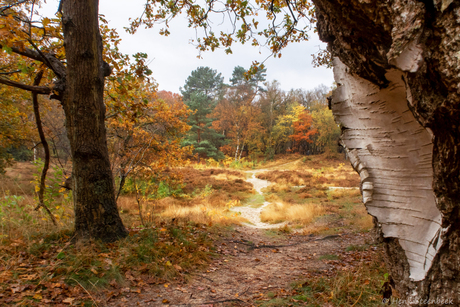 Kleurrijk bos