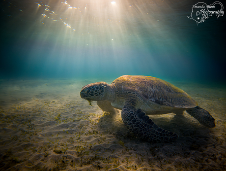 Groene Zeeschildpad in het zonlicht