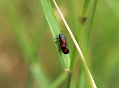 cicade