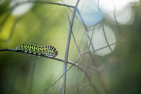 rups...
