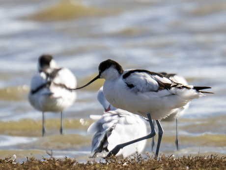 Kluut-Pied Avocet (Recurvirostra avosetta)