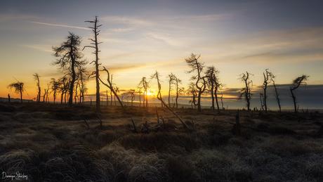 Death trees