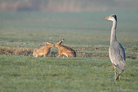 Reiger kijkt naar kussende haasjes