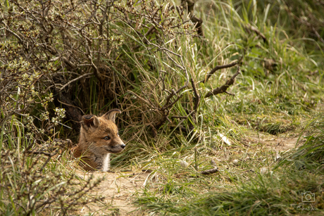 Jonge vos in de verborgen hoek van de natuur