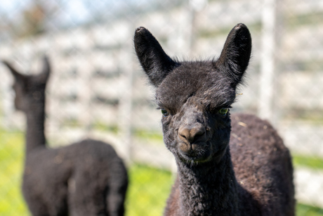 Alpaca