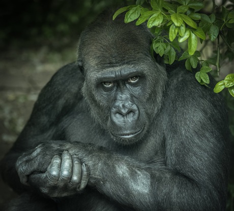 Gorilla 